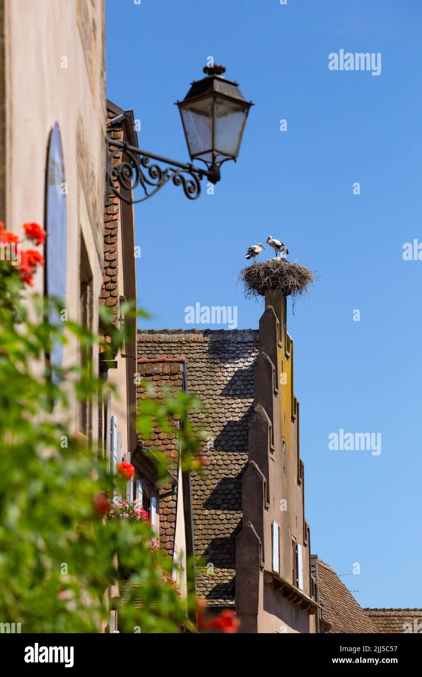 Ein paar Störche brüten auf einem traditionellen Dorfhaus im Elsass, Frankreich Stockfoto