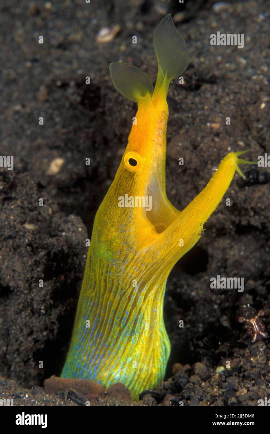 Blauer und gelber Bändchenaal (Rhinomuraena quaesita), weiblich, auch bekannt als Geistermoräne, Protandry, Nord-Sulawesi, Indonesien Stockfoto