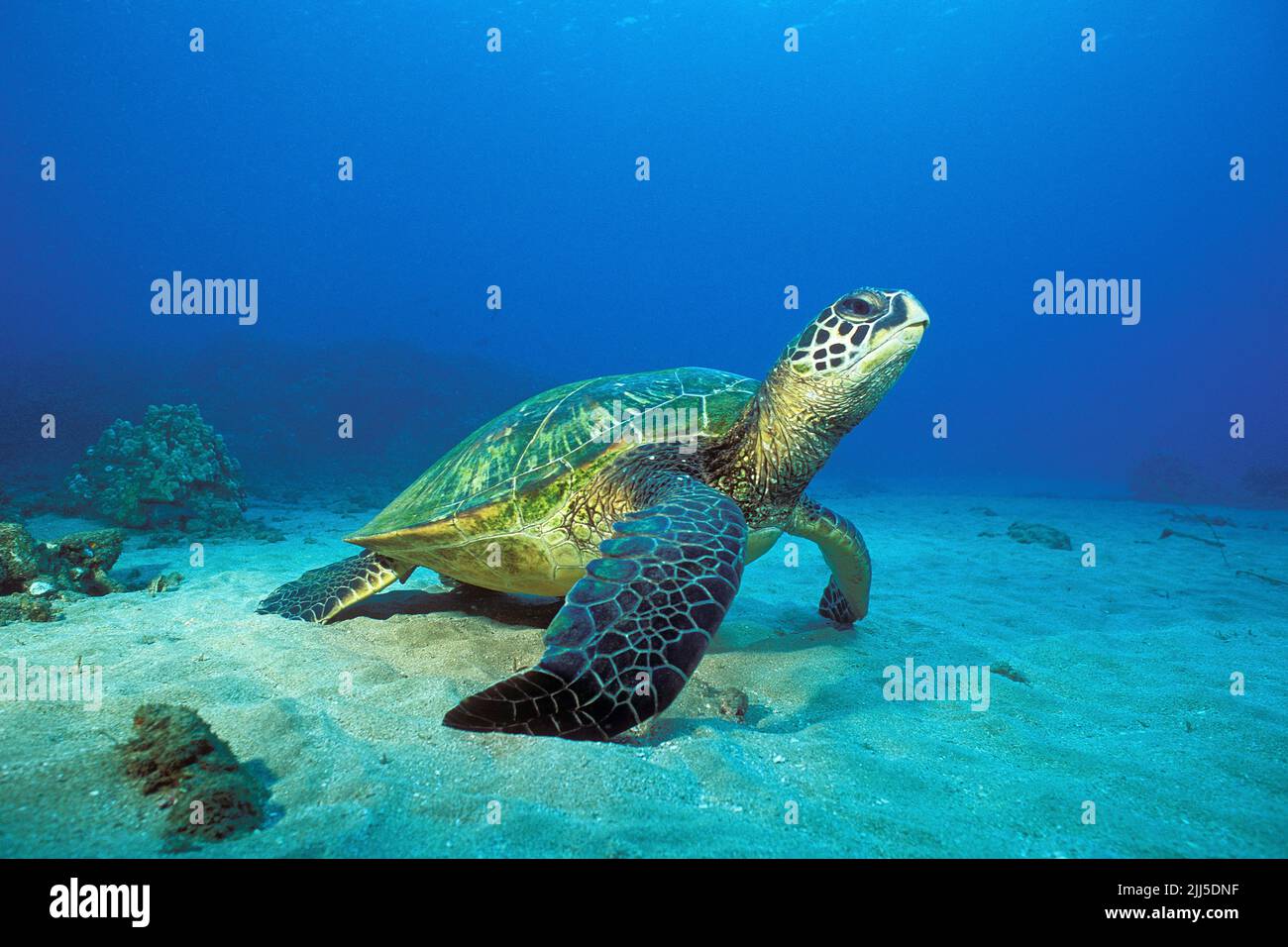 Grüne Meeresschildkröte (Chelonia mydas), auf sandigen Meeresboden, Maui, Hawaii, Pazifischer Ozean Stockfoto