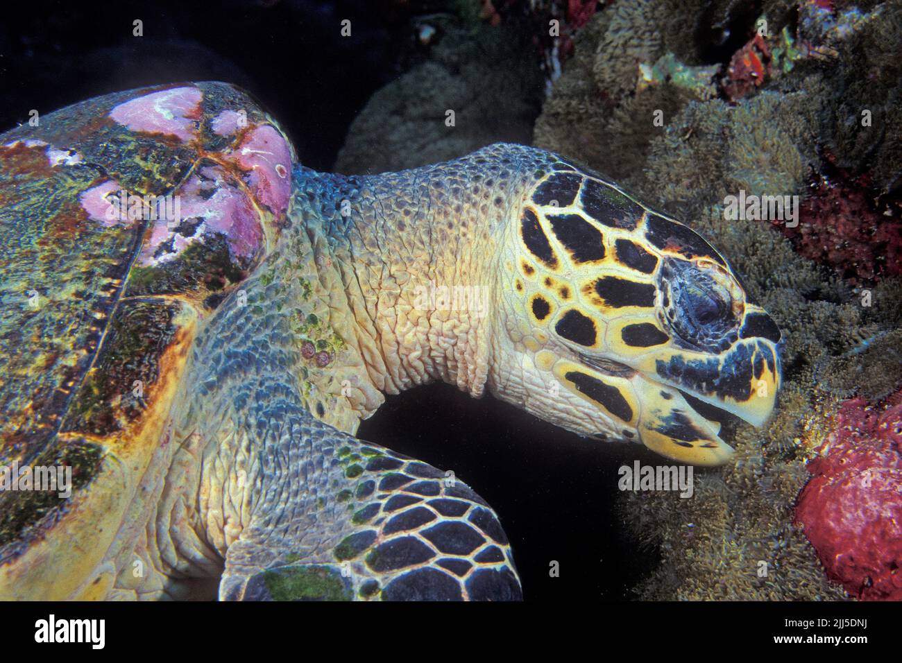 Hawksbill Turtle, (Eretmochelys imbricata), auf der Suche nach Nahrung in einem Korallenriff, Andamanensee, Thailand, Asien Stockfoto