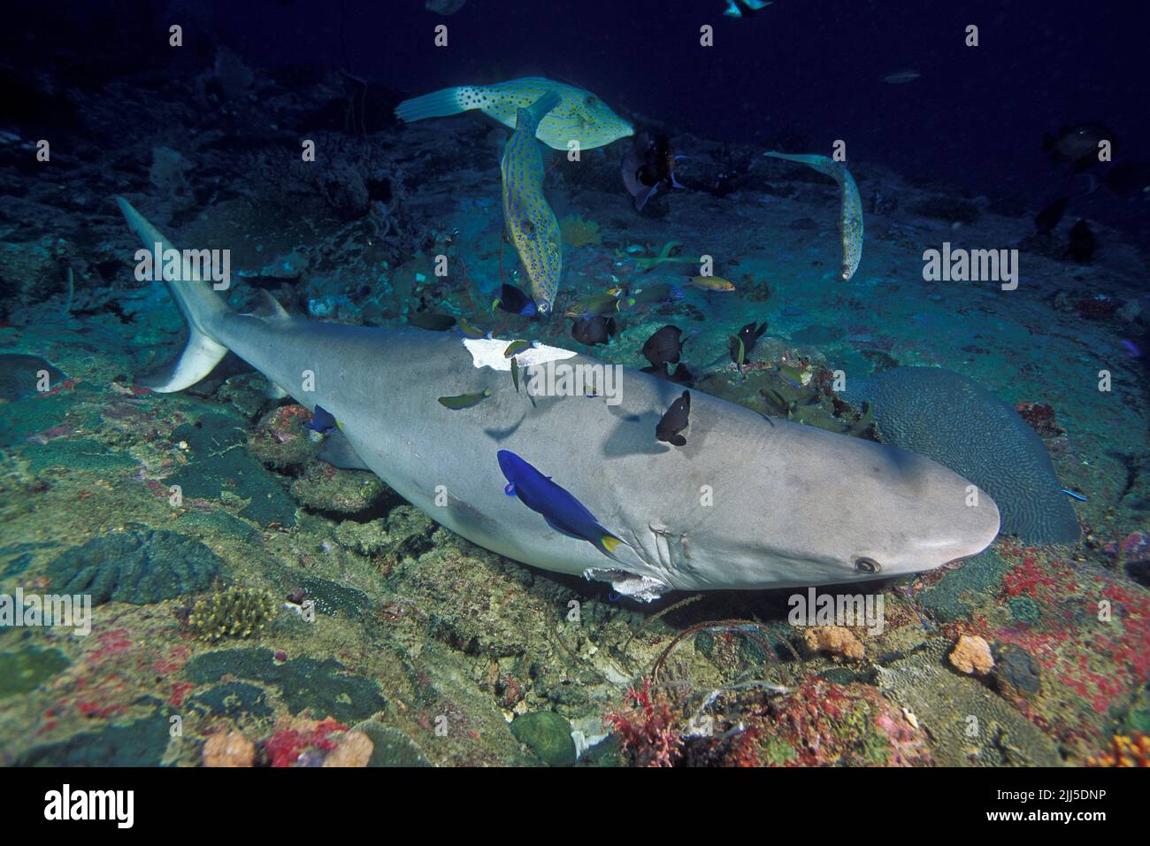 Flossenfischerei, abgestorbener Graue Riffhai (Carcharhinus amblyrhynchos) mit abgeschnittenen Flossen auf dem Meeresboden, illegale Fangmethode in der Andamanensee, Thailand, Asien Stockfoto