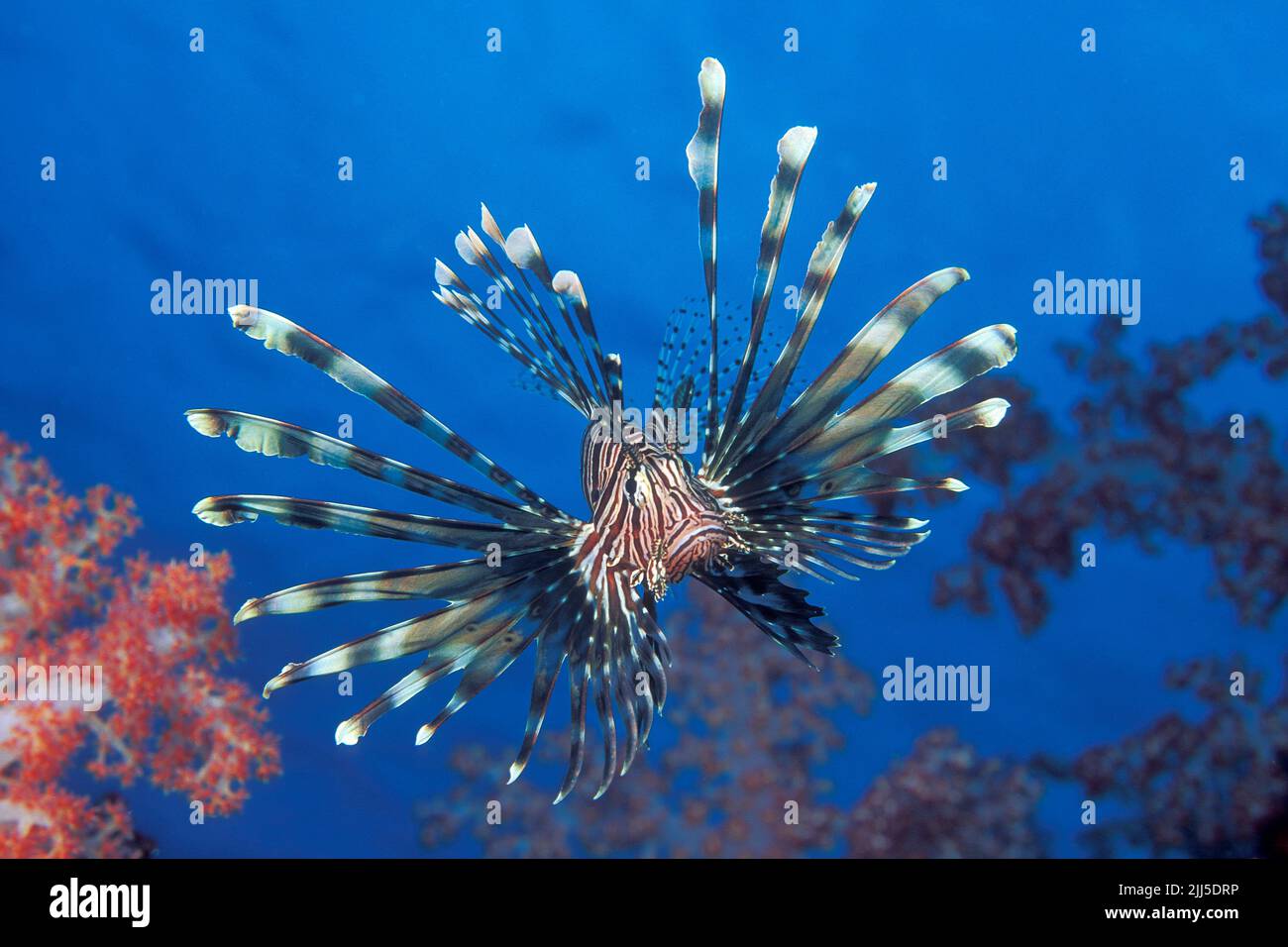 Gewöhnlicher Löwenfisch oder Rotlionfisch (Pterois volitans), der seine Flossen in blauem Wasser, in der Andamanensee, in Thailand und Asien verbreitet Stockfoto