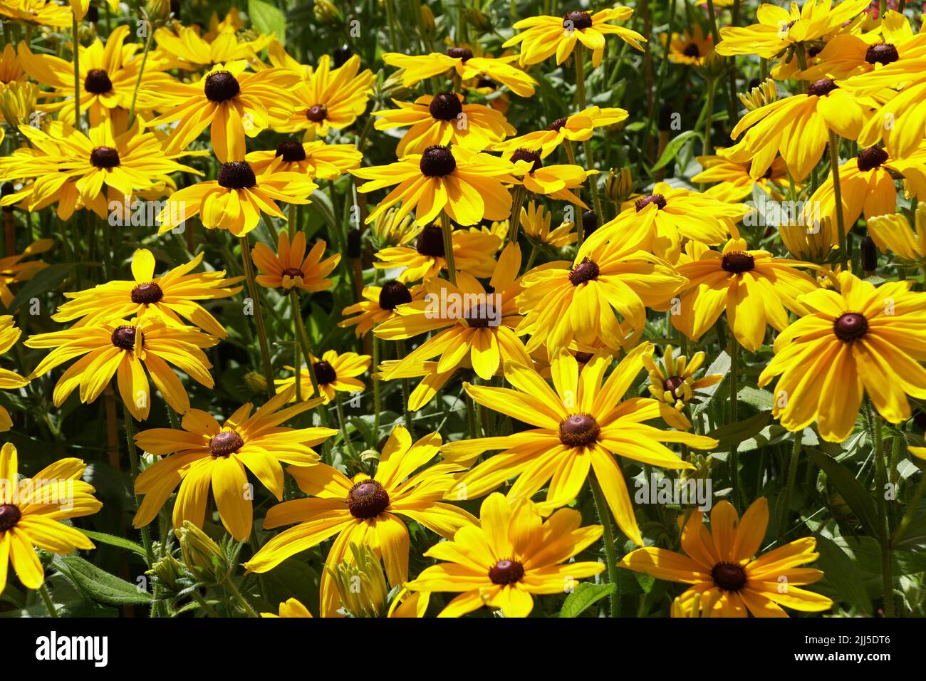 Die leuchtend gelbe Blüte der Gloriosa Daisy „Indian Summer“ blüht in voller Blüte Stockfoto