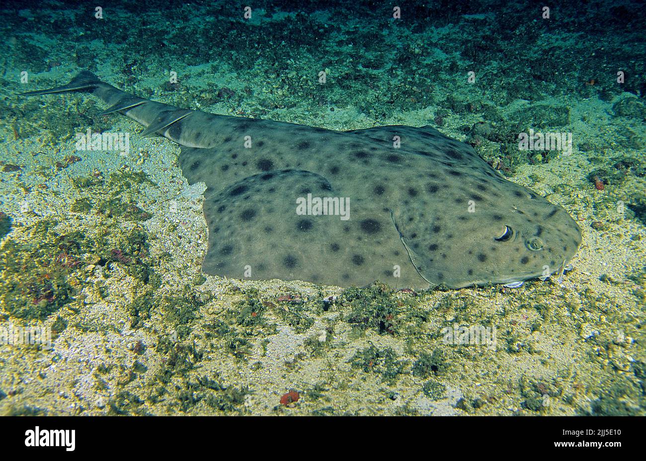 Verzierte Engelshark (Squatina tergocellata) auf sandigen Meeresboden, Andamanensee, Thailand, Asien Stockfoto