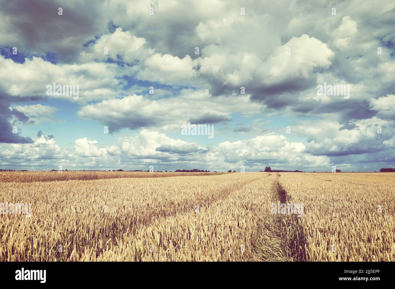 Ländliche Landschaft in Retro-Farben. Stockfoto