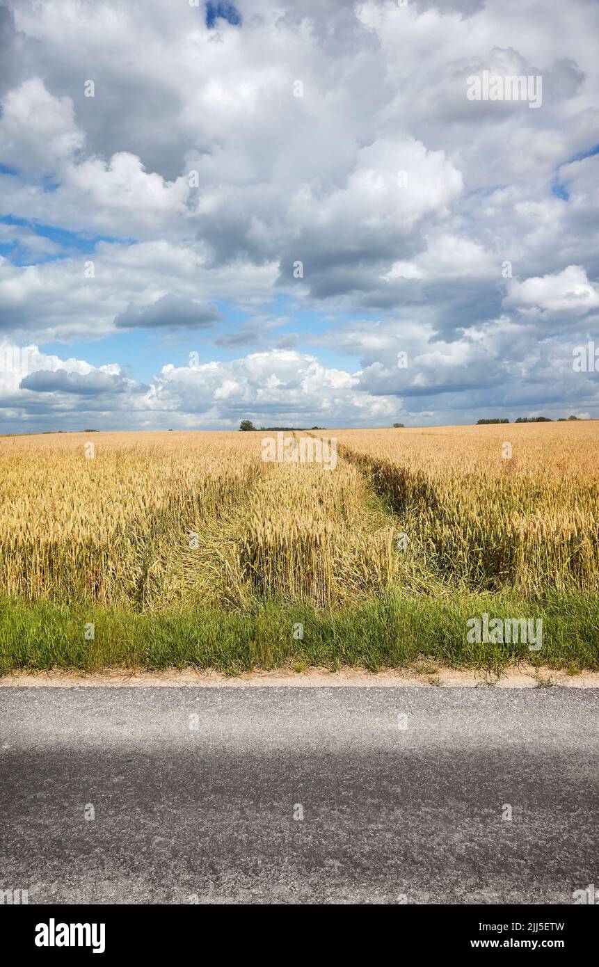 Erntefeld an einer asphaltierten Landstraße mit landschaftlich reizvoller Wolkenlandschaft. Stockfoto