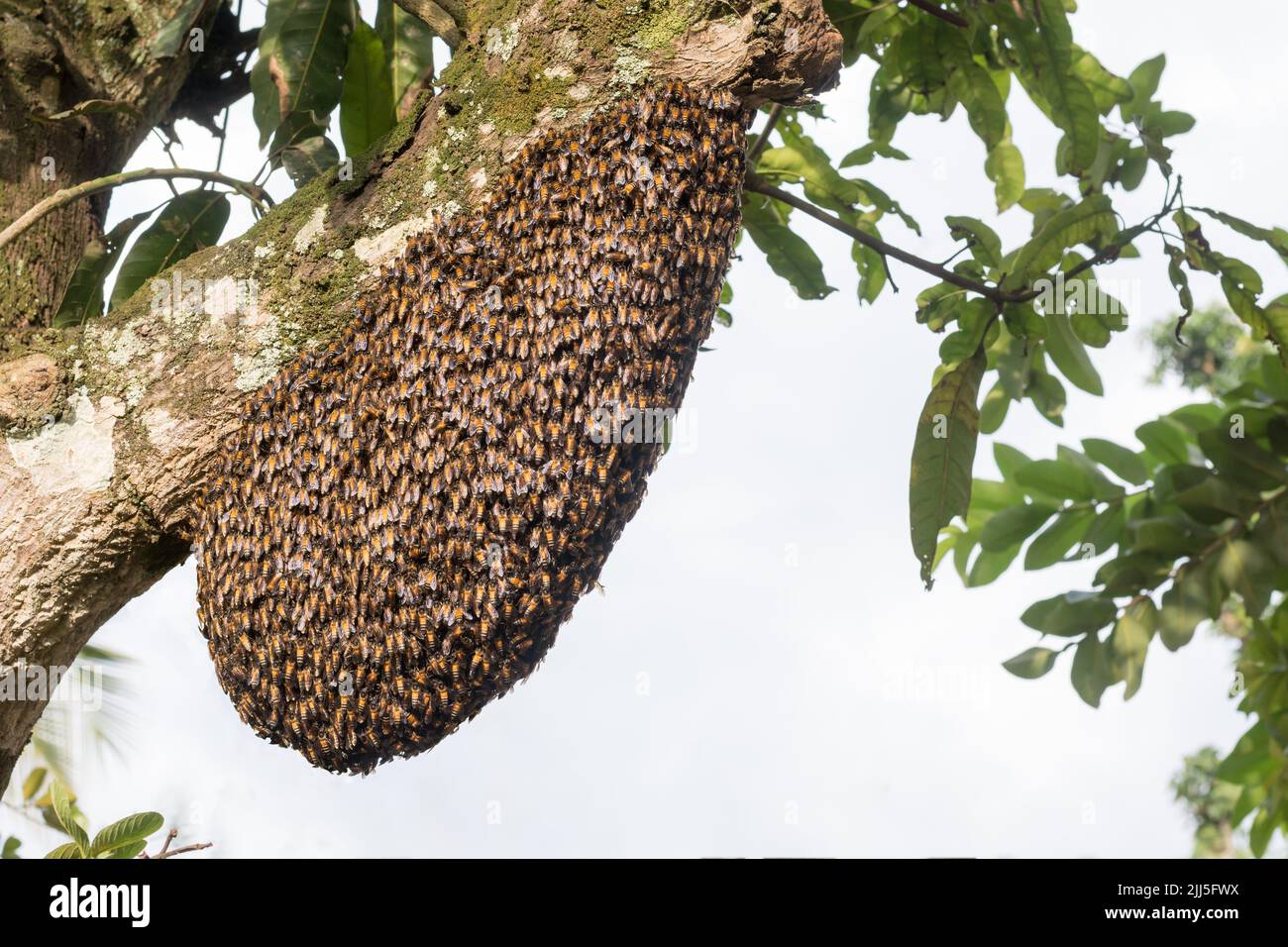 Honigbienen-Schwarm, hängend an einem Obstbaumast, Platz für Text Stockfoto