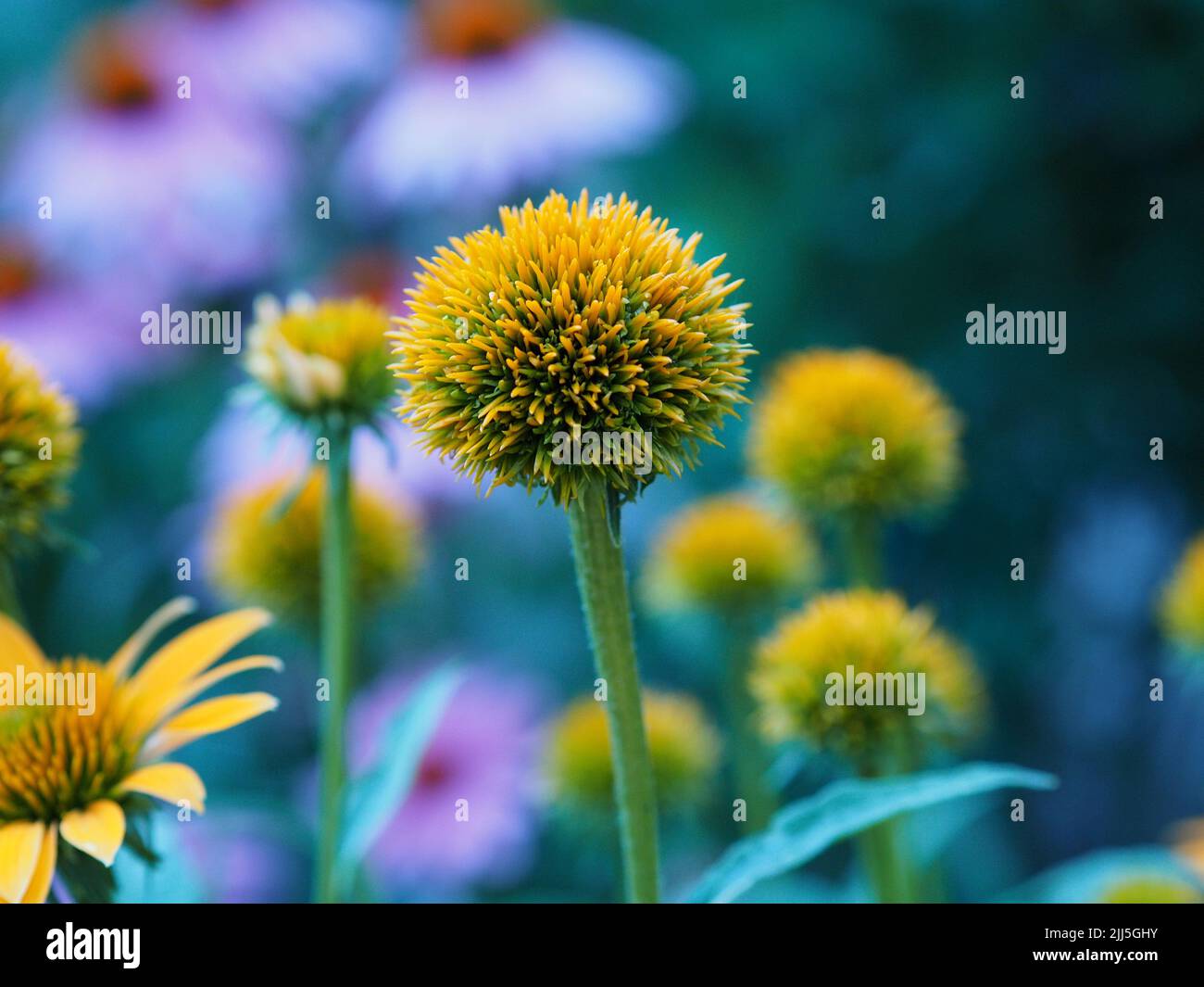 Der Kopf der Koneblümchen (Echinacea purpurea), nachdem die Blütenblätter gefallen sind, befindet sich in einem Garten in Ottawa, Ontario, Kanada. Stockfoto