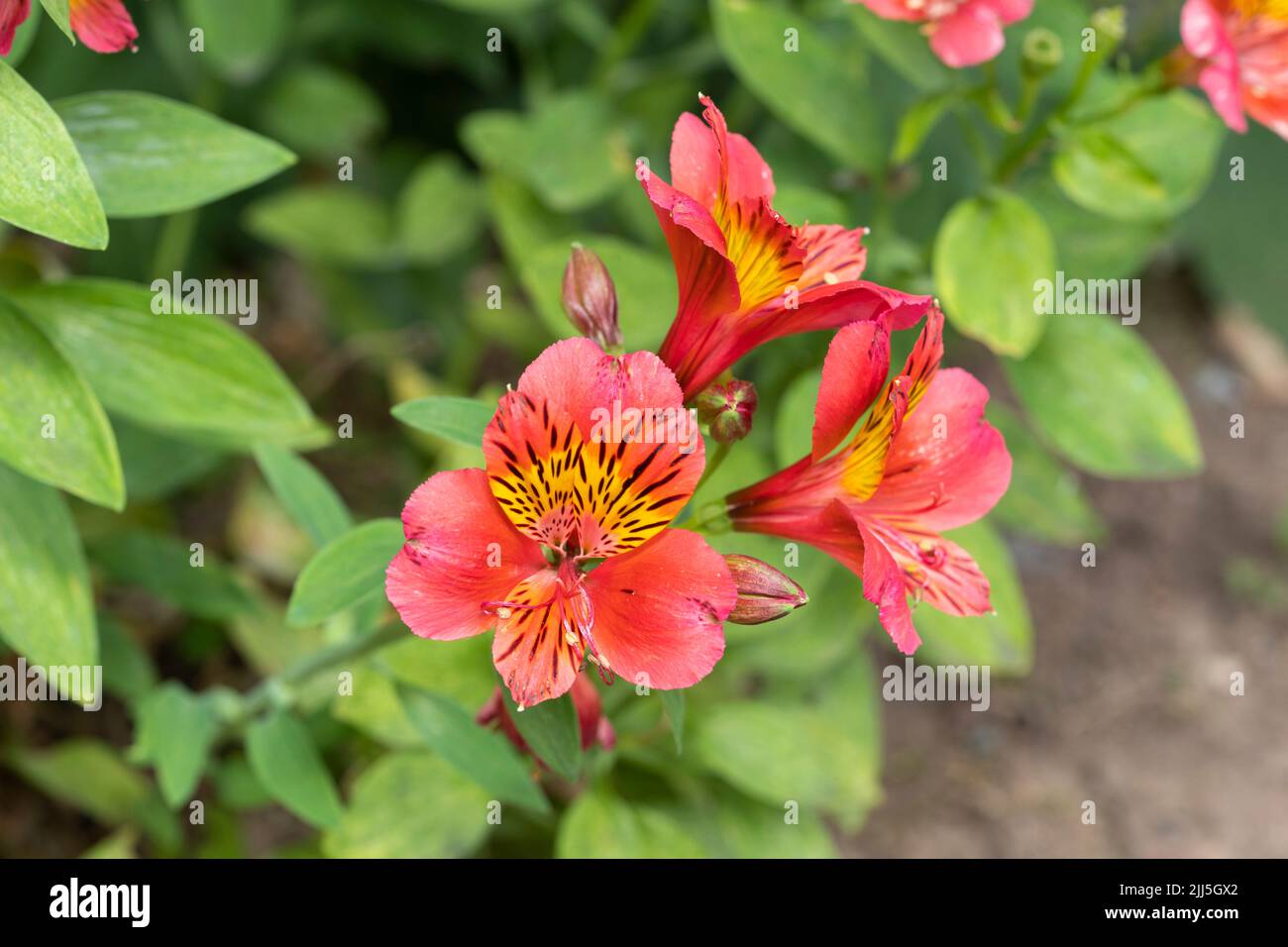 Alstroemeria × hybrida (eine Hybride, die auch als peruanische Lilie rosa oder Lilie der Inkas bekannt ist), blüht im Juli in einem Garten in England Stockfoto