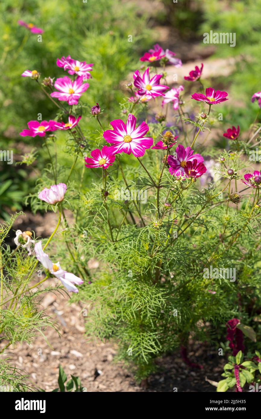 Könige Cosmos Cosimo Rot-Weiß (Cosmos bipinnatus) aus der Familie der Asteraceae mit zweifarbigen Blütenblättern in rosa & weißen Blüten, die im Sommer blühen. England Stockfoto