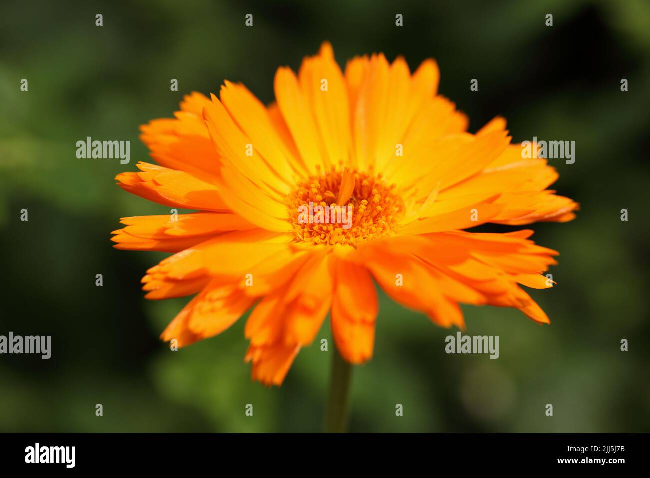 Blühende Calendula officinalis, Ringelblume, Ringelblume, Rudel, Marys Gold oder schottischer Ringelblume, Nahaufnahme in einem Garten Stockfoto