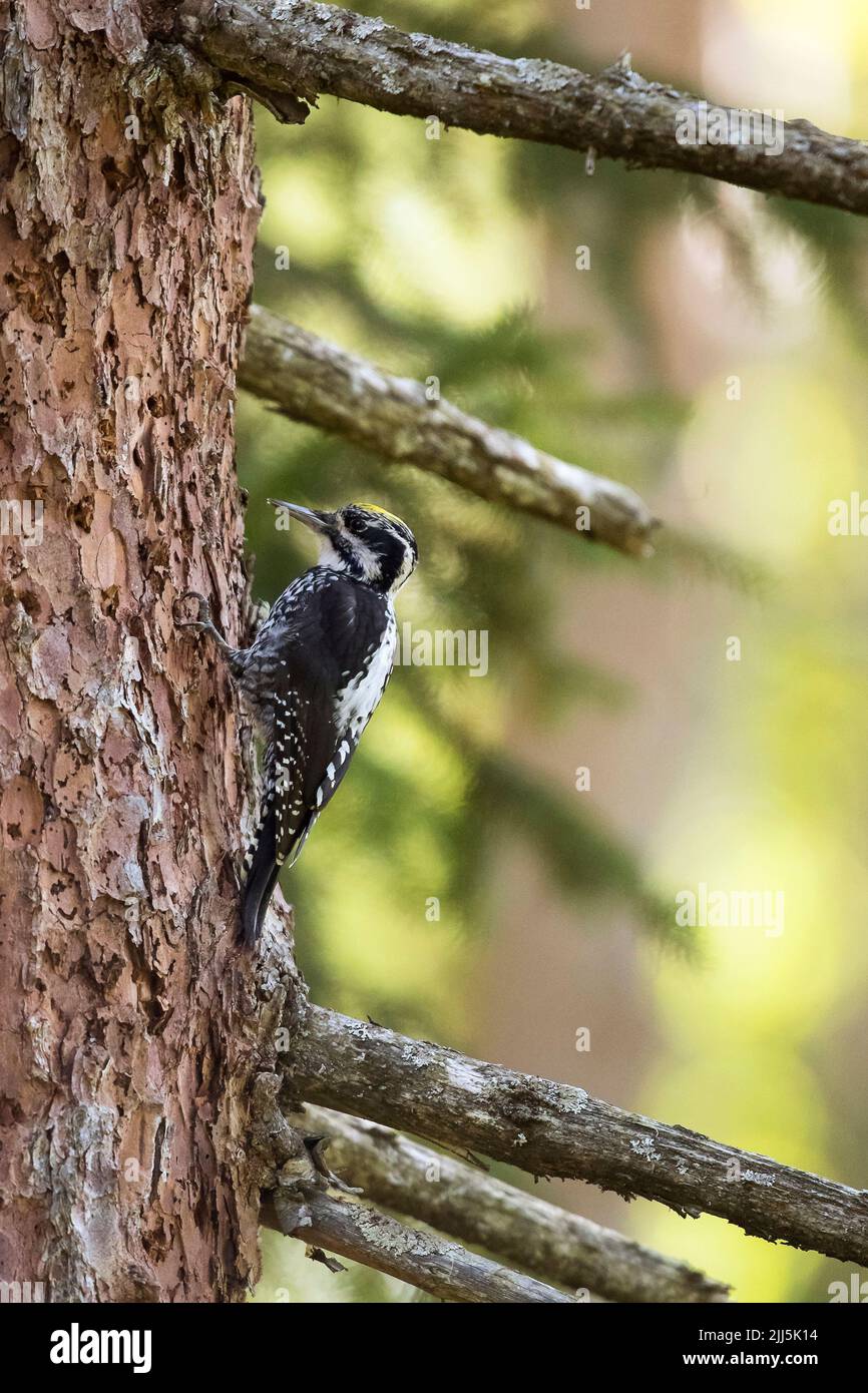 Der eurasische Dreikrautspecht (Picoides tridactylus), der auf einem Baumstamm steht Stockfoto
