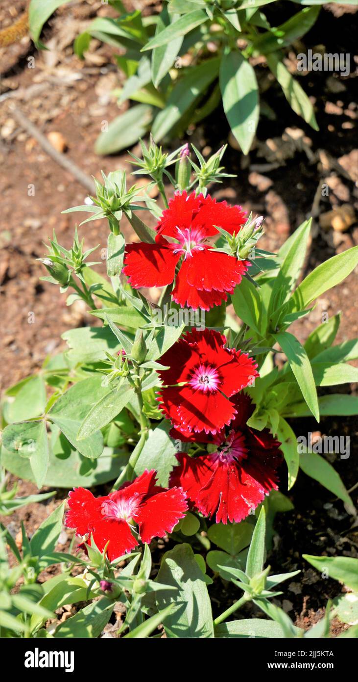 Schöne rote Farbblüten von Dianthus barbatus auch bekannt als Sweet William, Bearded Pink, London Tufts, Bloomy Down usw. mit natürlichem Hintergrund. Stockfoto