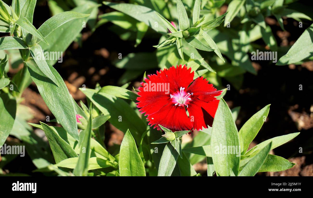 Schöne rote Farbblüten von Dianthus barbatus auch bekannt als Sweet William, Bearded Pink, London Tufts, Bloomy Down usw. mit natürlichem Hintergrund. Stockfoto