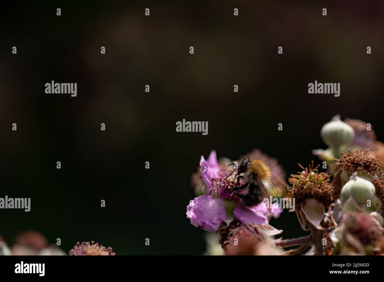 Honigbiene auf Bramble Blume mit Copyspace Stockfoto