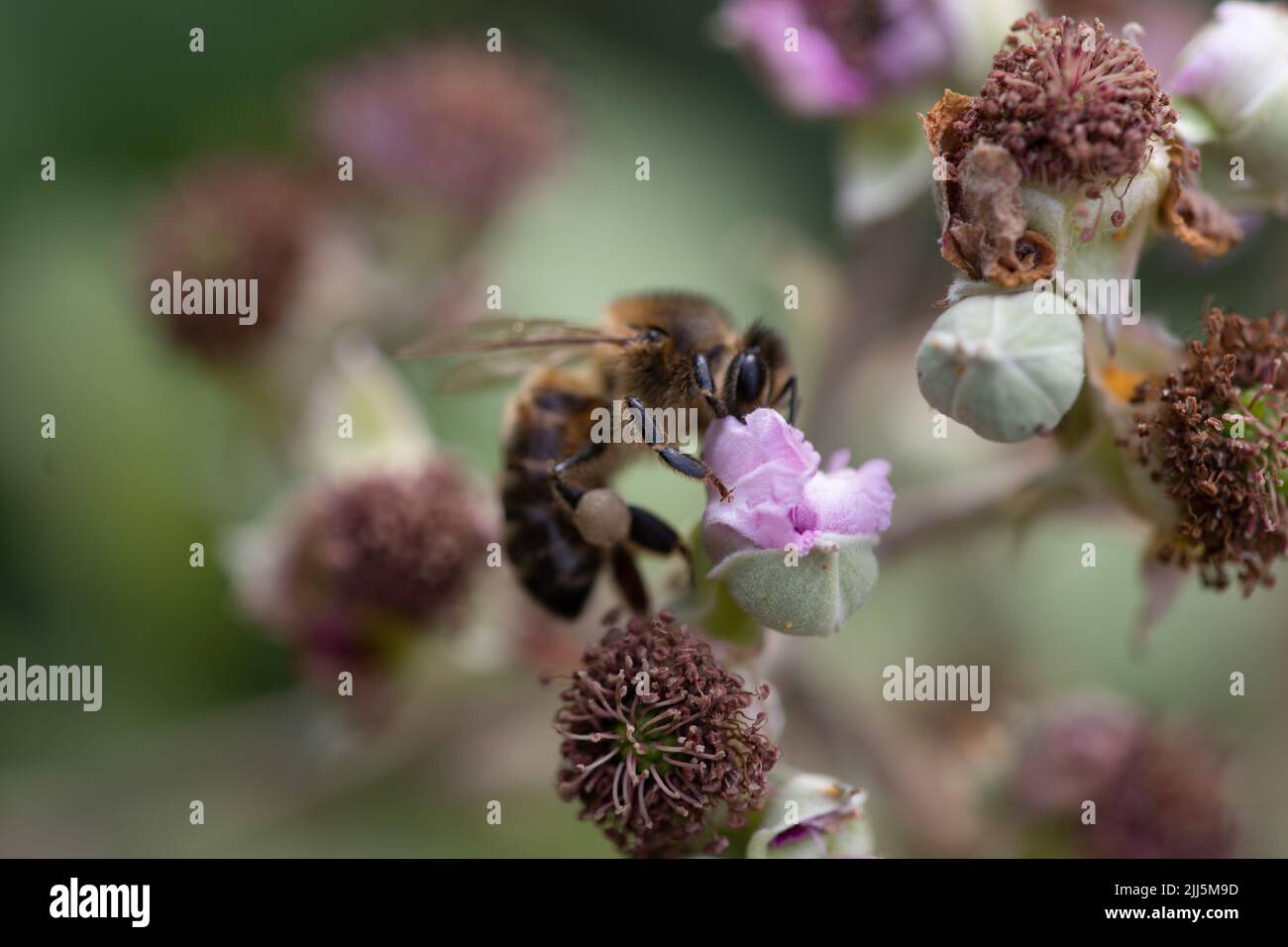 Honigbiene auf Bramble Blume Stockfoto