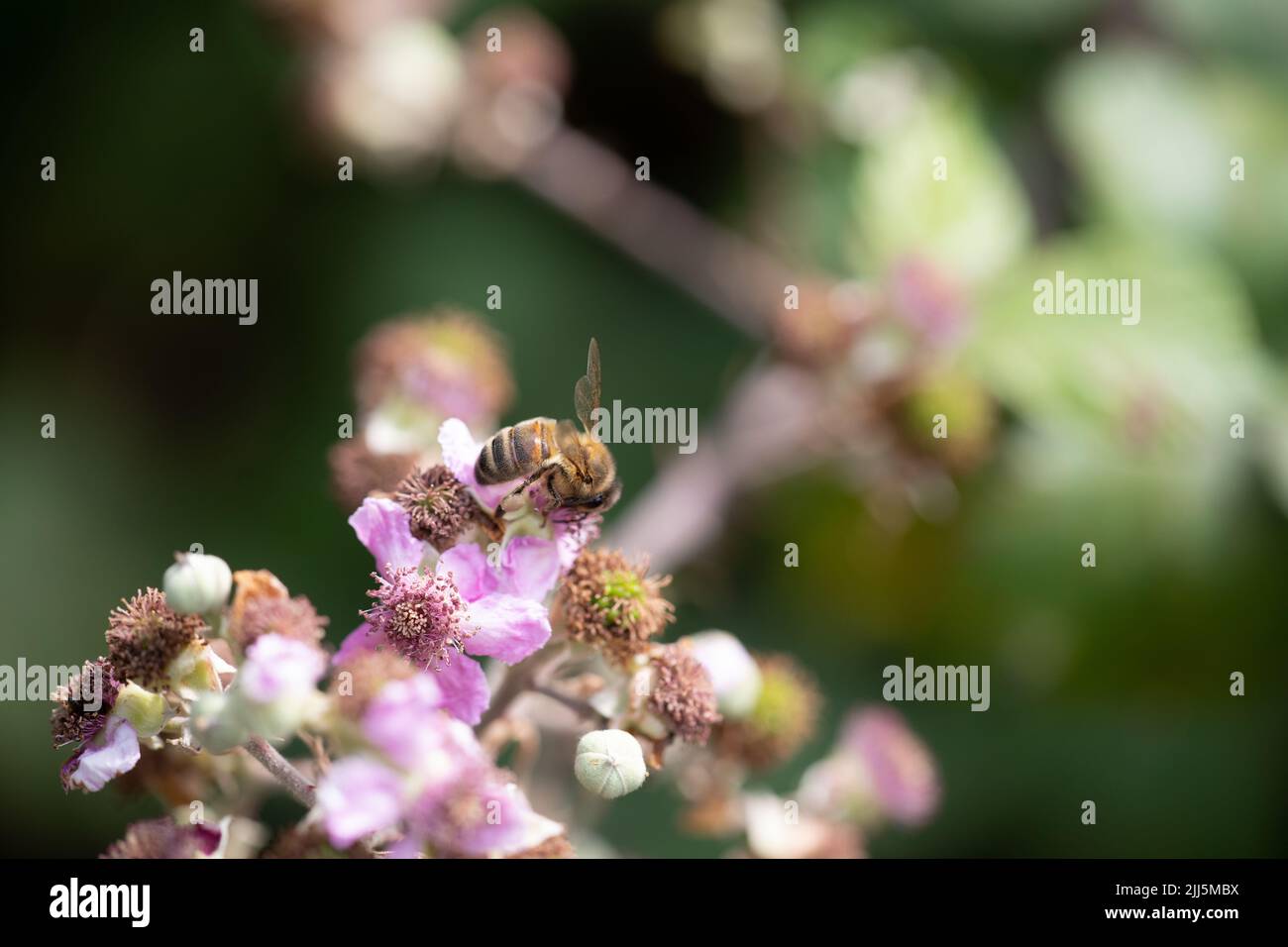 Honigbiene auf Bramble blüht Stockfoto