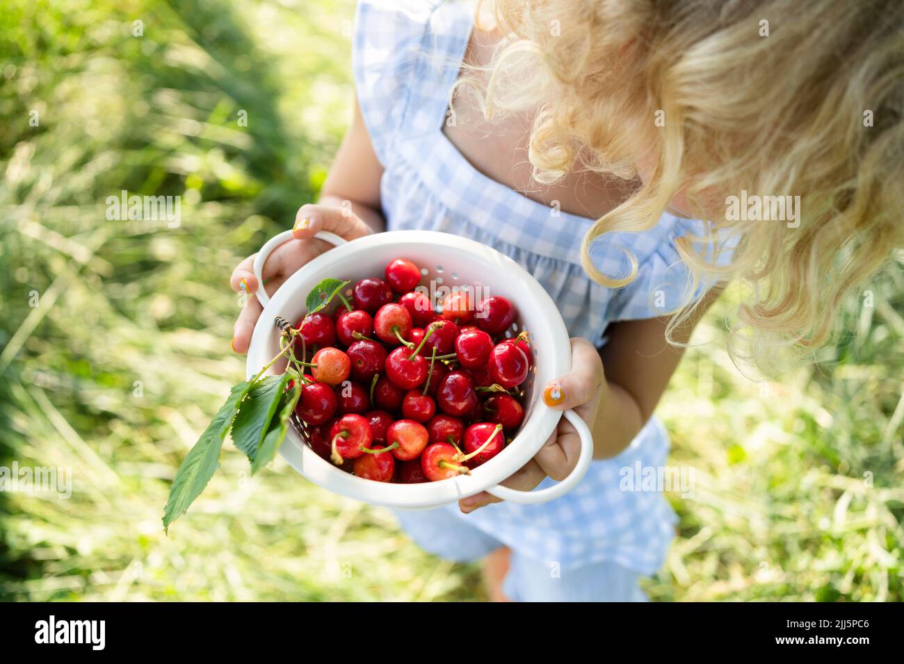 Mädchen hält einen Sieb aus frischen roten Kirschen Stockfoto