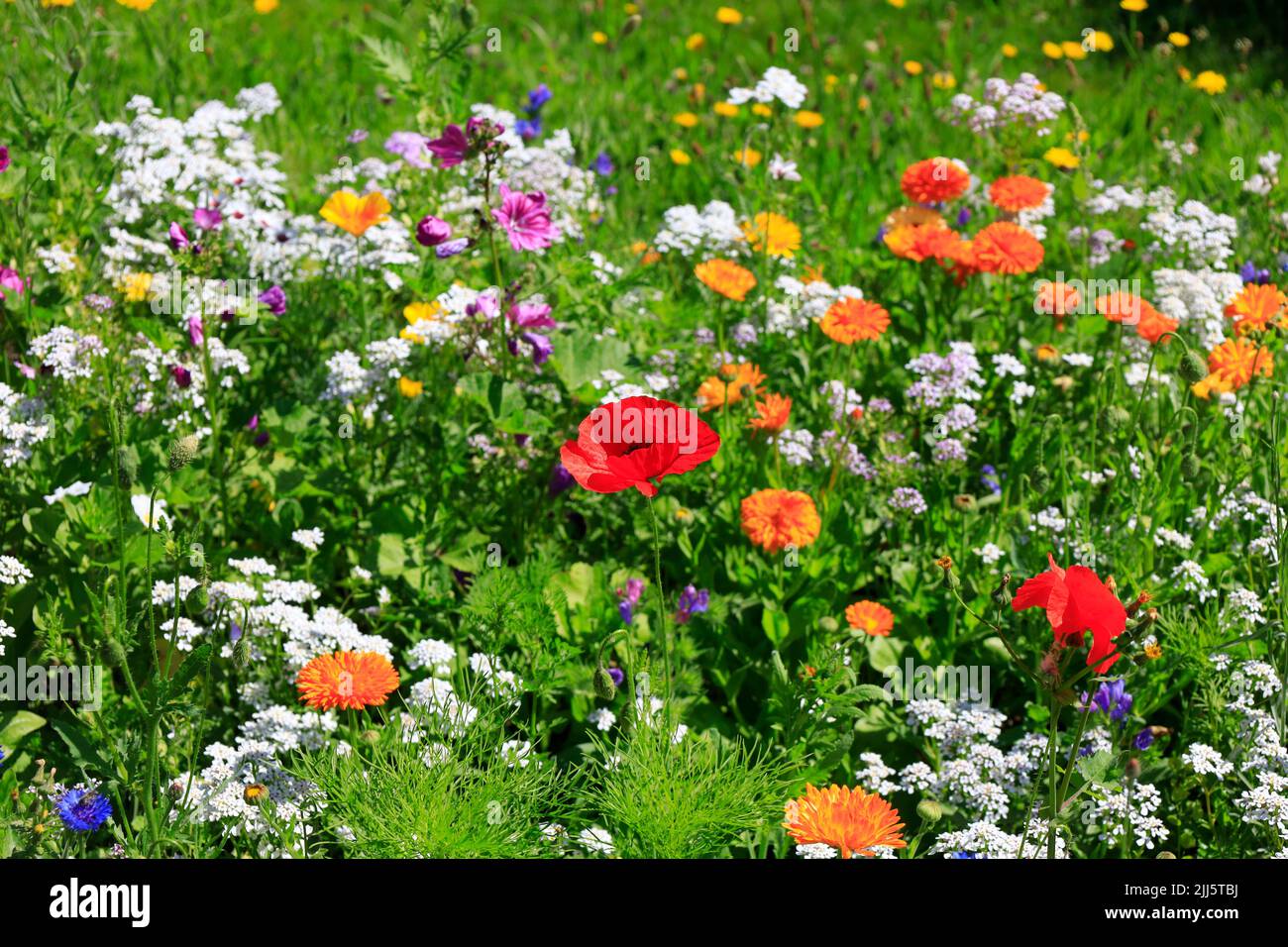 Bunte Wildblumen blühen auf der Sommerwiese Stockfoto