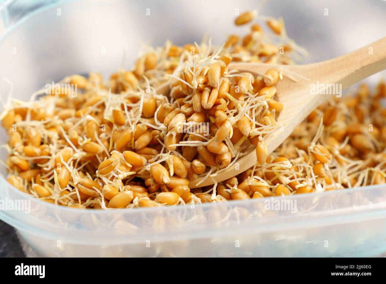 Weizensprossen aus der Nähe, super gesunde und angereicherte Nahrung. Vollkornsprossen in einem Holzlöffel. Stockfoto