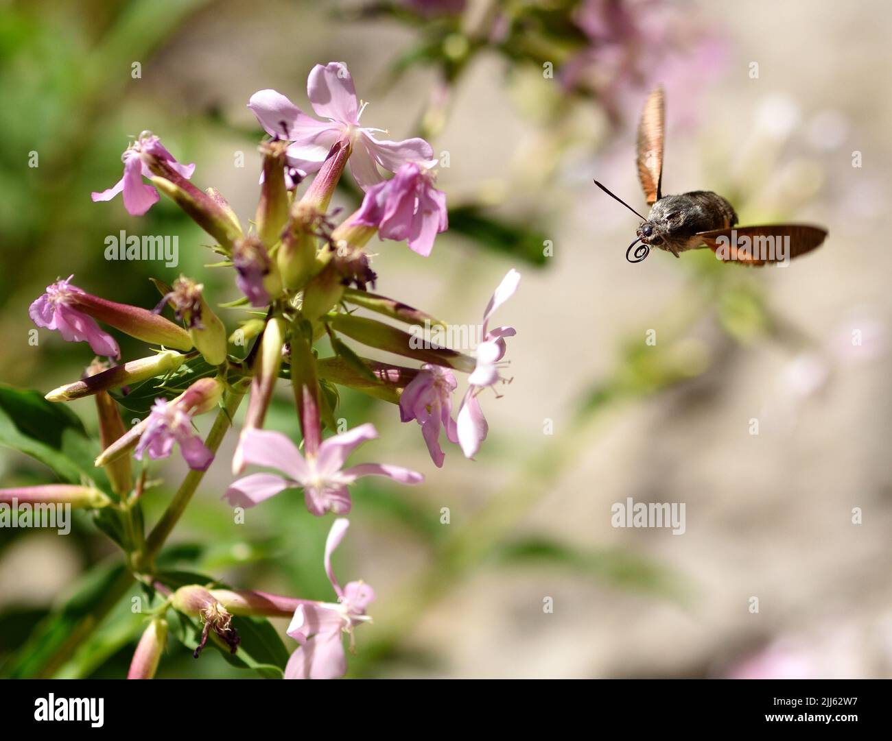 Hummingbird Hawk Moth mit gewellten Proboscis. Stockfoto