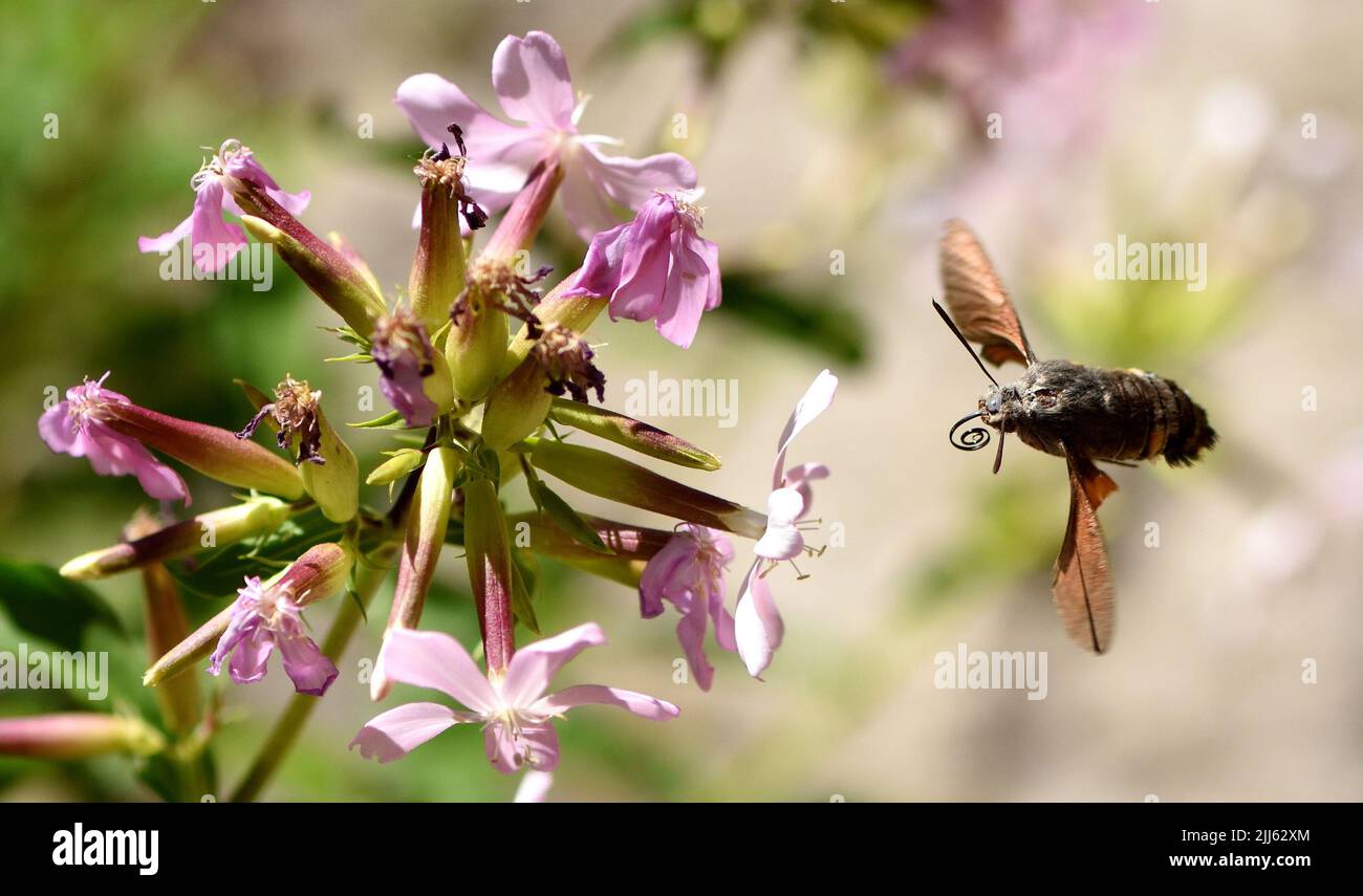 Hummingbird Hawk Moth mit gewellten Proboscis. Stockfoto