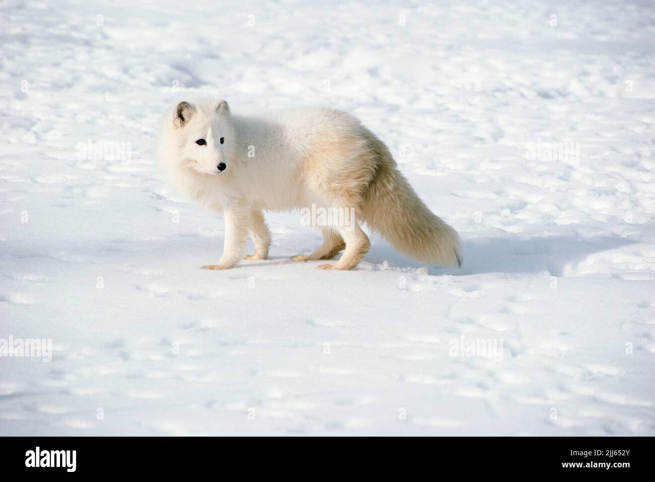 Wildtiere. Arktischer Fuchs. Alaska. Nordamerika. (Vulpes lagopus) Stockfoto