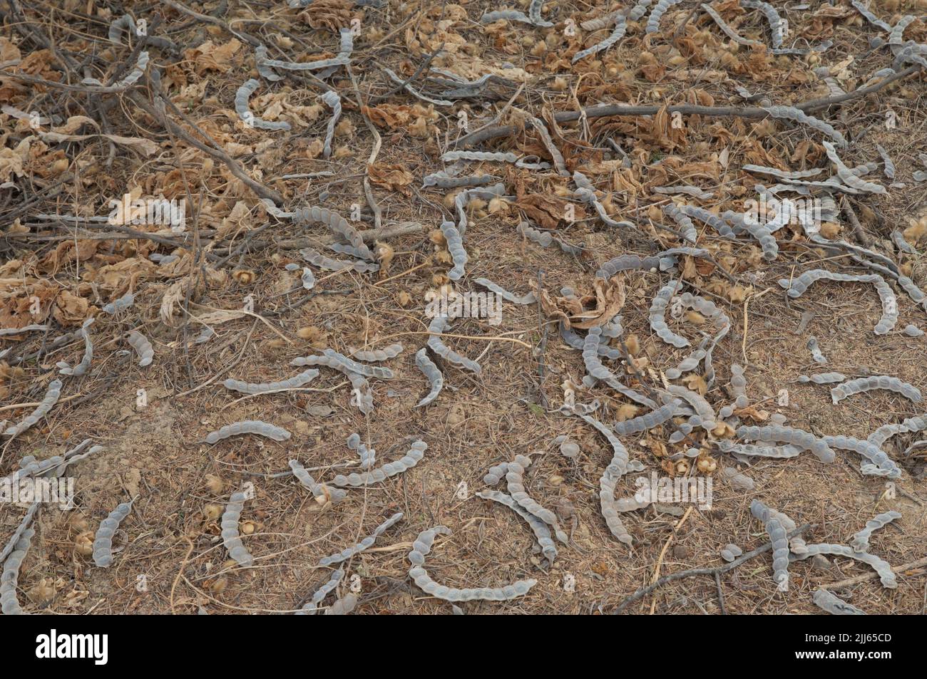 Gefallene Samenschoten des Kaugummi-arabischen Baumes Vachellia nilotica. Naturschutzgebiet von Popenguine. Thies. Senegal. Stockfoto