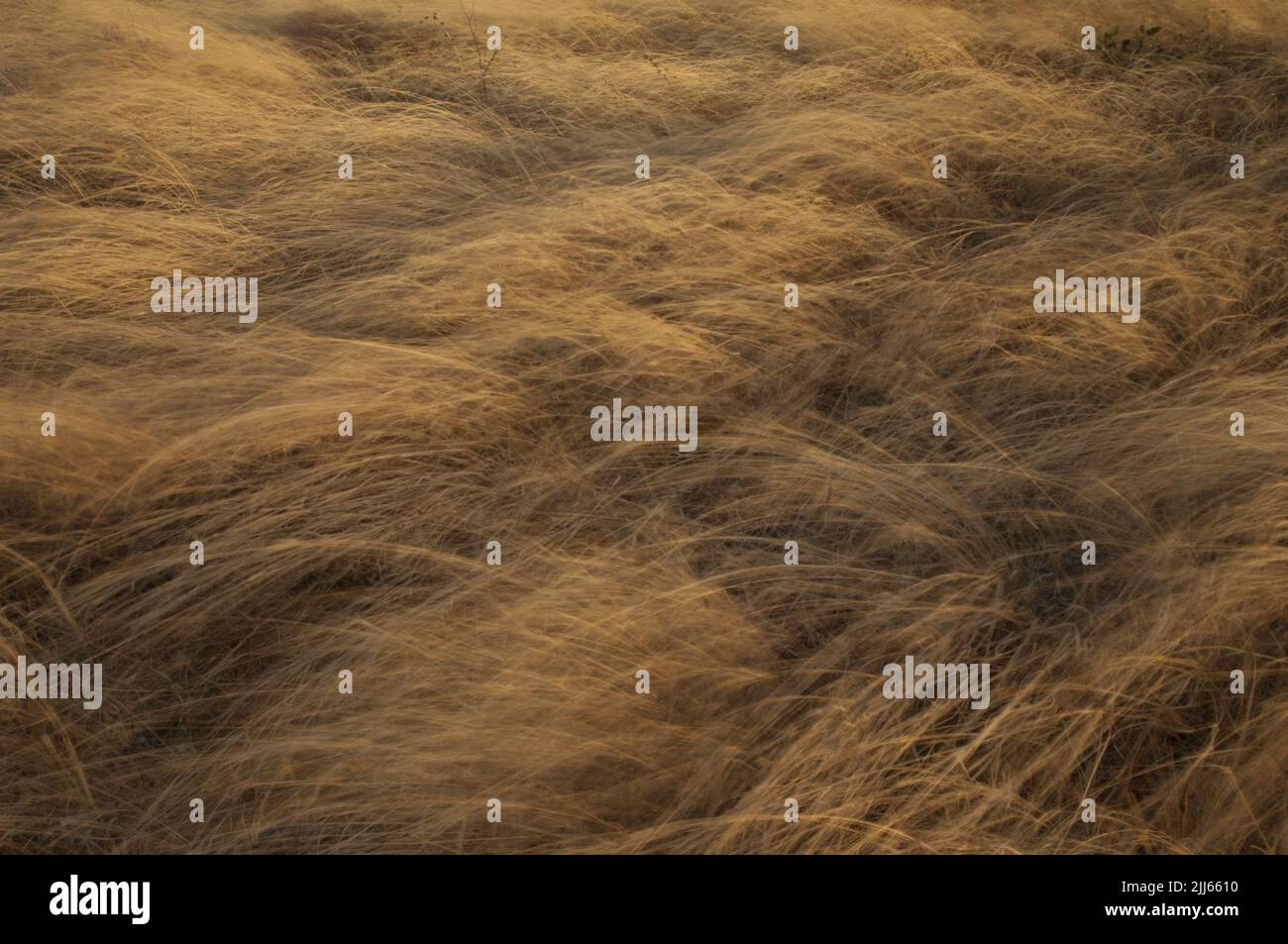 Gras bewegt durch den Wind. Bildunschärfe, um Bewegungen zu suggerieren. Naturschutzgebiet von Popenguine. Thies. Senegal. Stockfoto