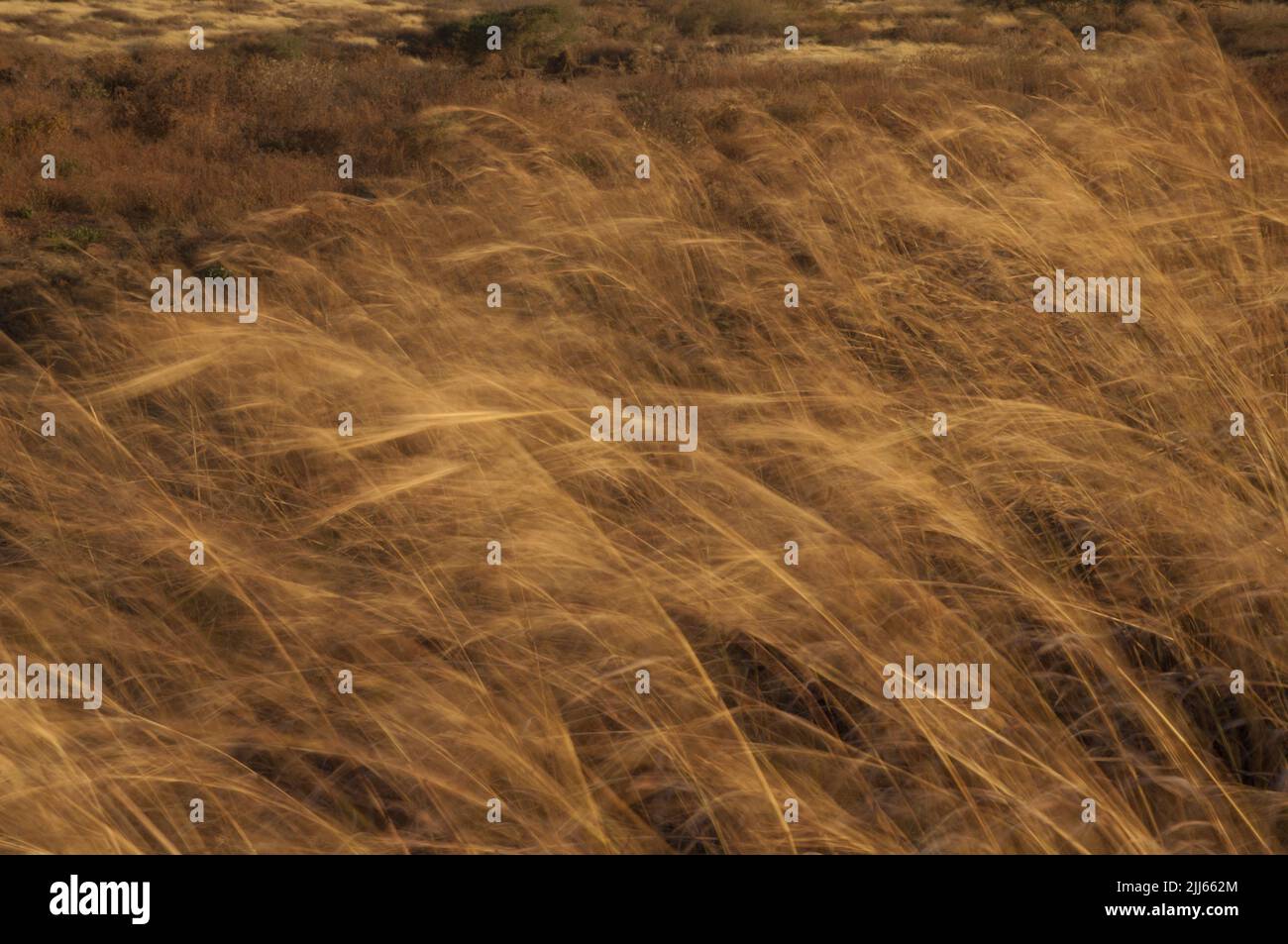 Gras bewegt durch den Wind. Bildunschärfe, um Bewegungen zu suggerieren. Naturschutzgebiet von Popenguine. Thies. Senegal. Stockfoto