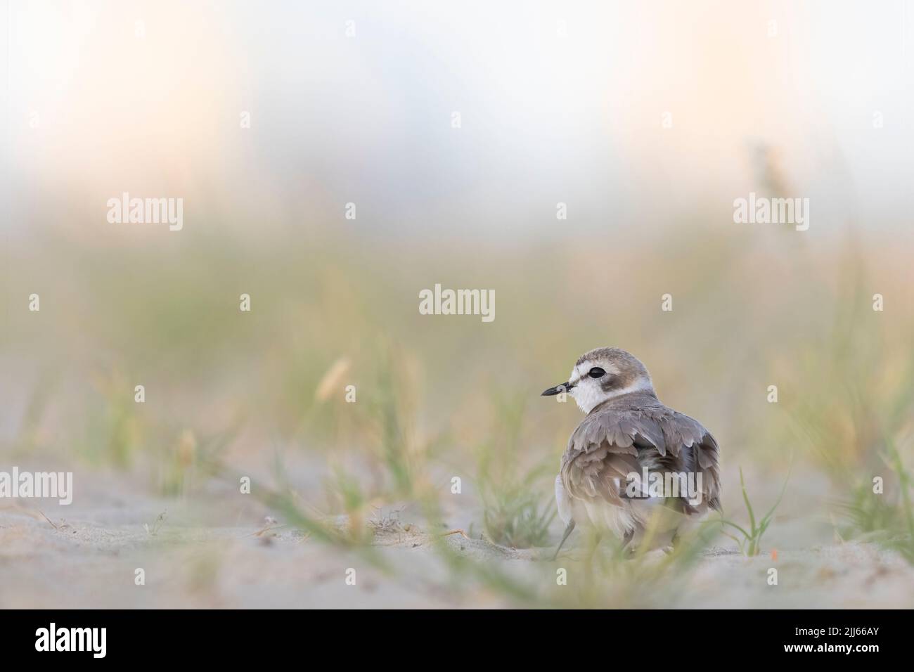 Kentish-Plünderung, ein kleiner Watvögel, der zur Familie der Plünderung gehört. Stockfoto