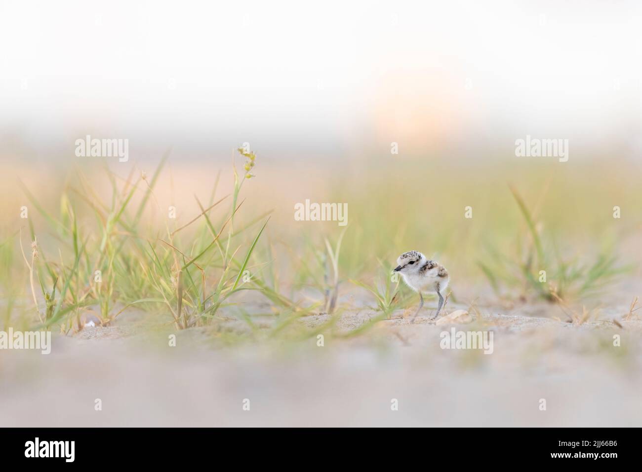 Kentish-Plünderung, ein kleiner Watvögel, der zur Familie der Plünderung gehört. Stockfoto