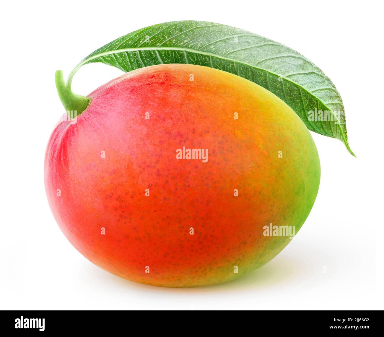 Eine rot-grüne Mango mit einem isolierten Blatt vor weißem Hintergrund Stockfoto