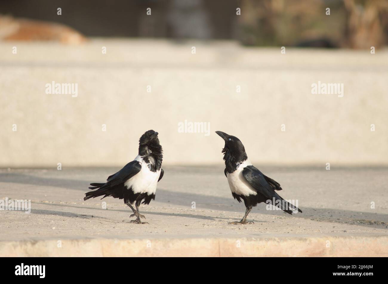 Paar der Krähen Corvus albus. Dakar. Senegal. Stockfoto