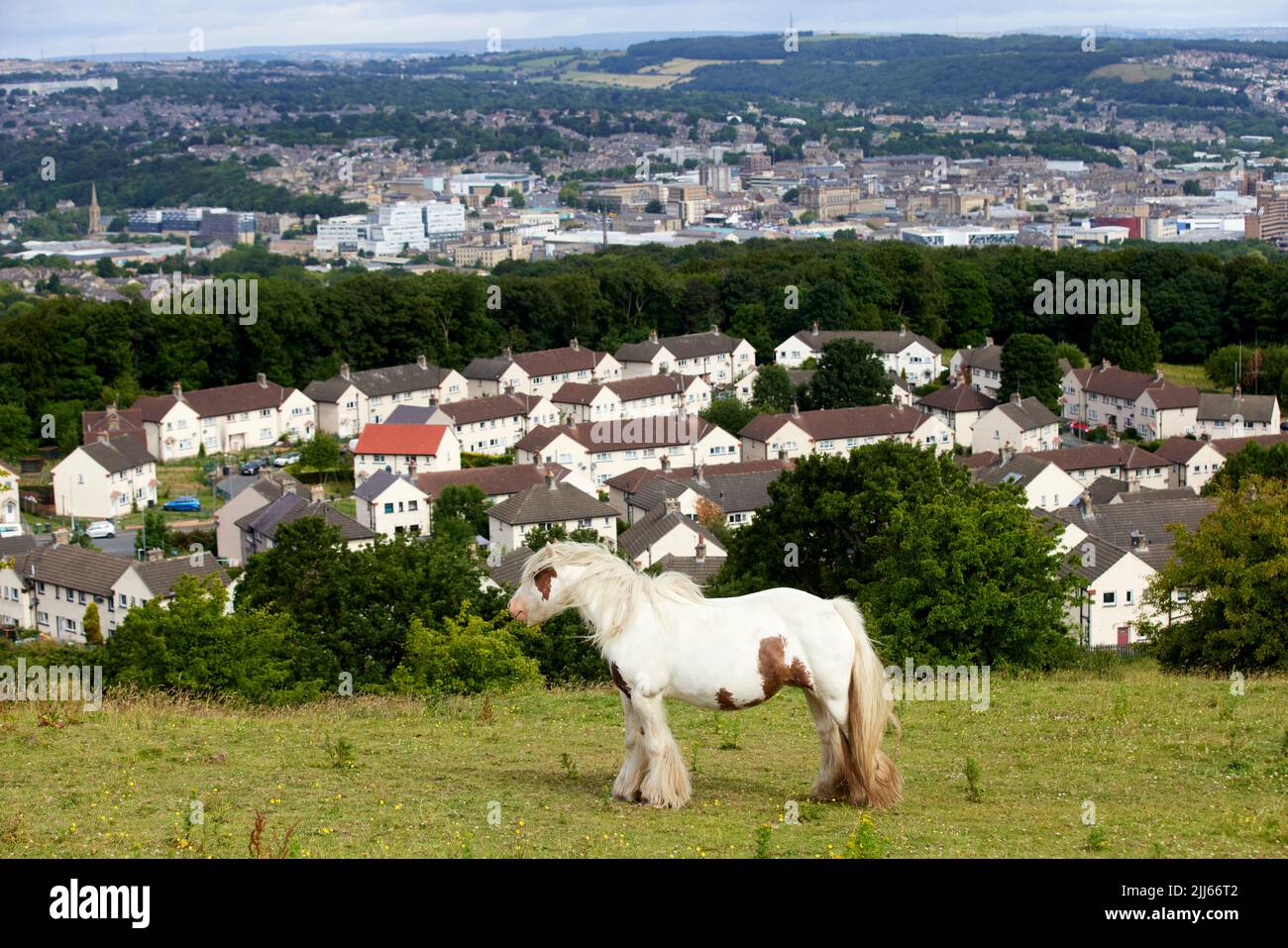 Pferd im Feld mit Huddersfield Wohnbestand dahinter Stockfoto