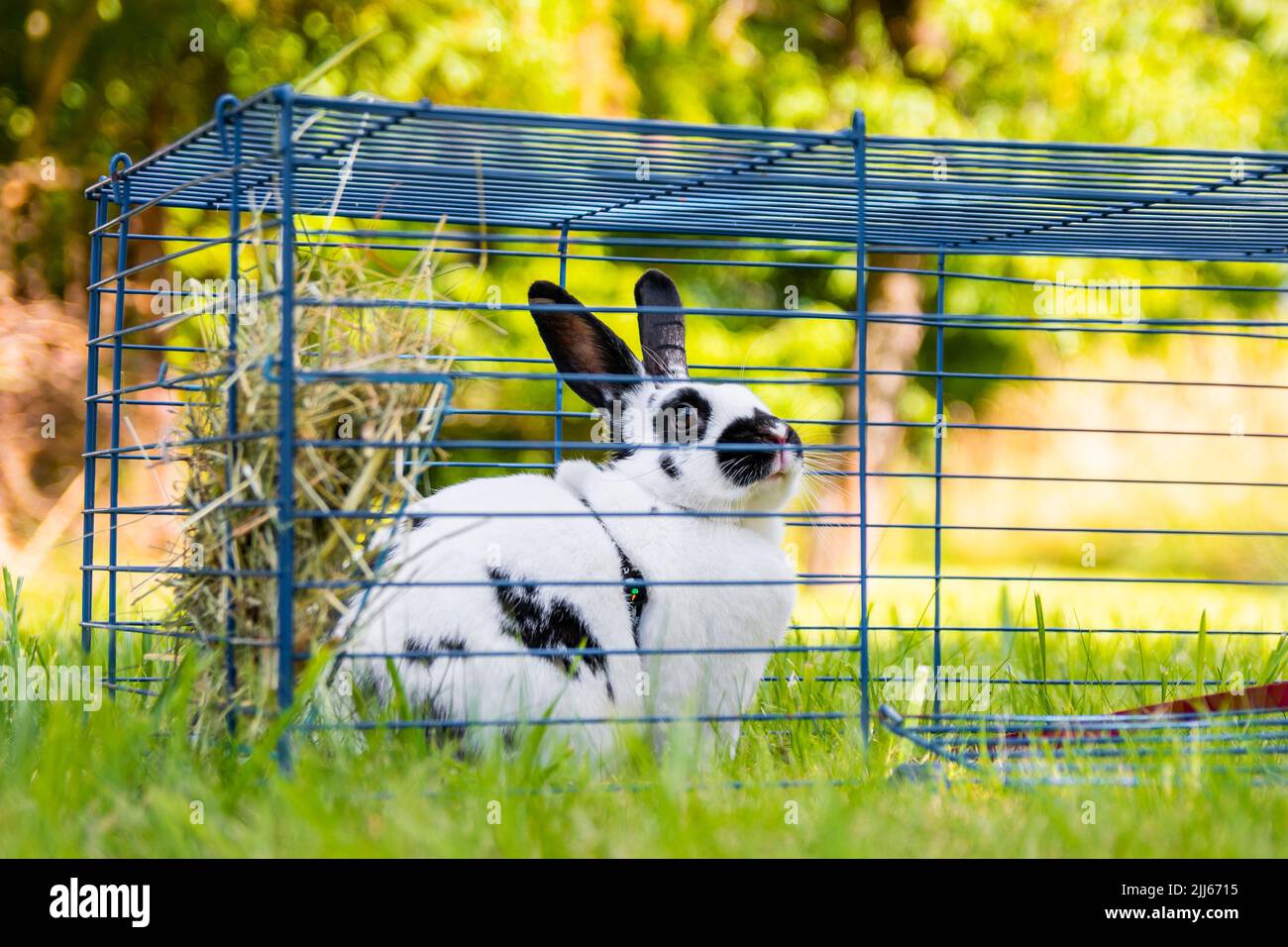 Kleines lustiges schwarz-weißes Kaninchen in einem Käfig auf grünem Gras. Käfig für Haustiere. Stockfoto