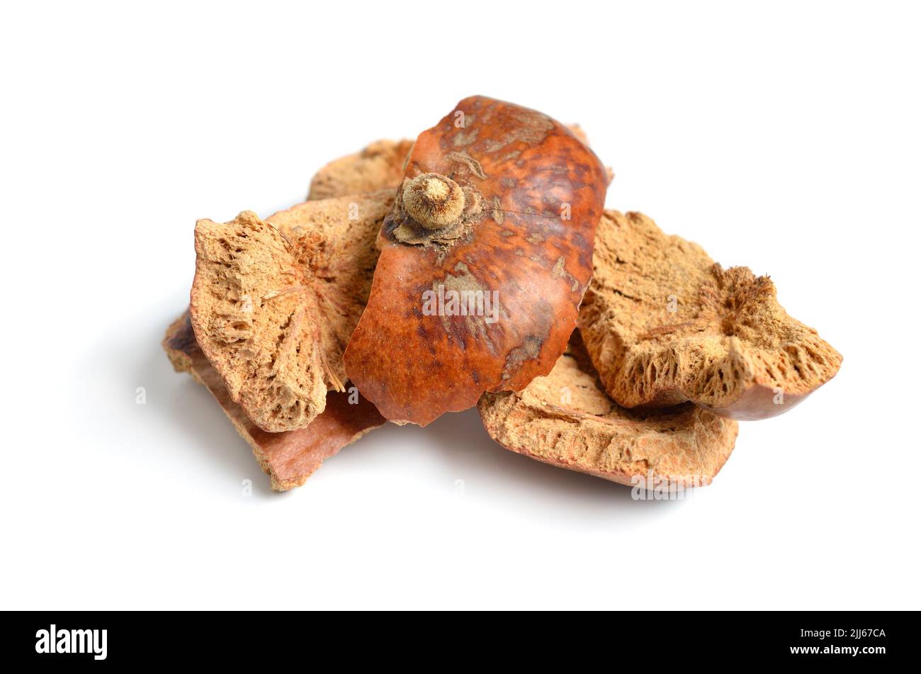 Getrocknete Schalen von Hyphaene Thebaica, Doum Palme oder Lebkuchenbaum auch Doom Palme. Isoliert. Stockfoto