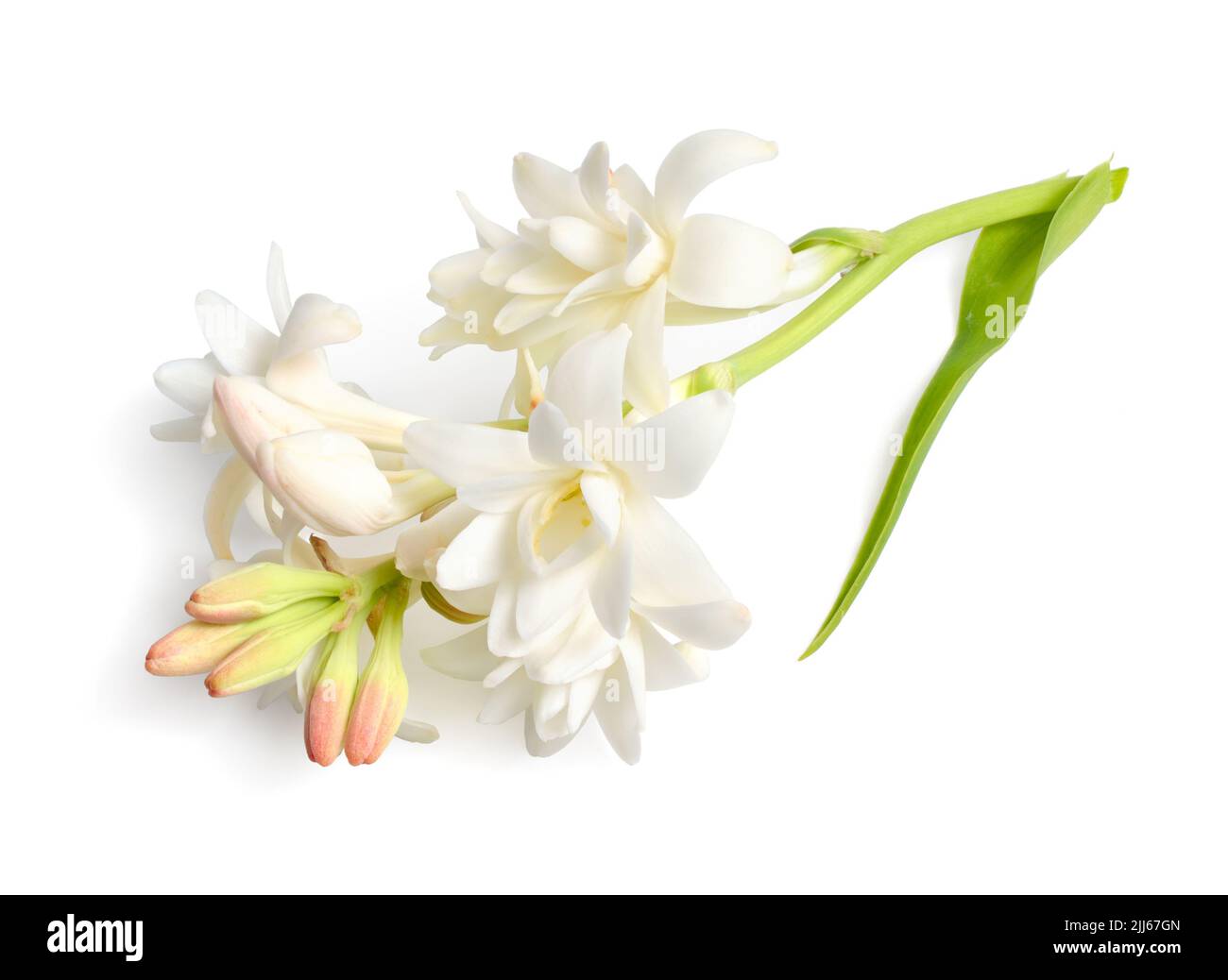 Agave amica, früher Polianthes tuberosa oder tuberose. Isoliert auf weißem Hintergrund. Vollständige Feldunterabteilung. Ohne Schatten Stockfoto