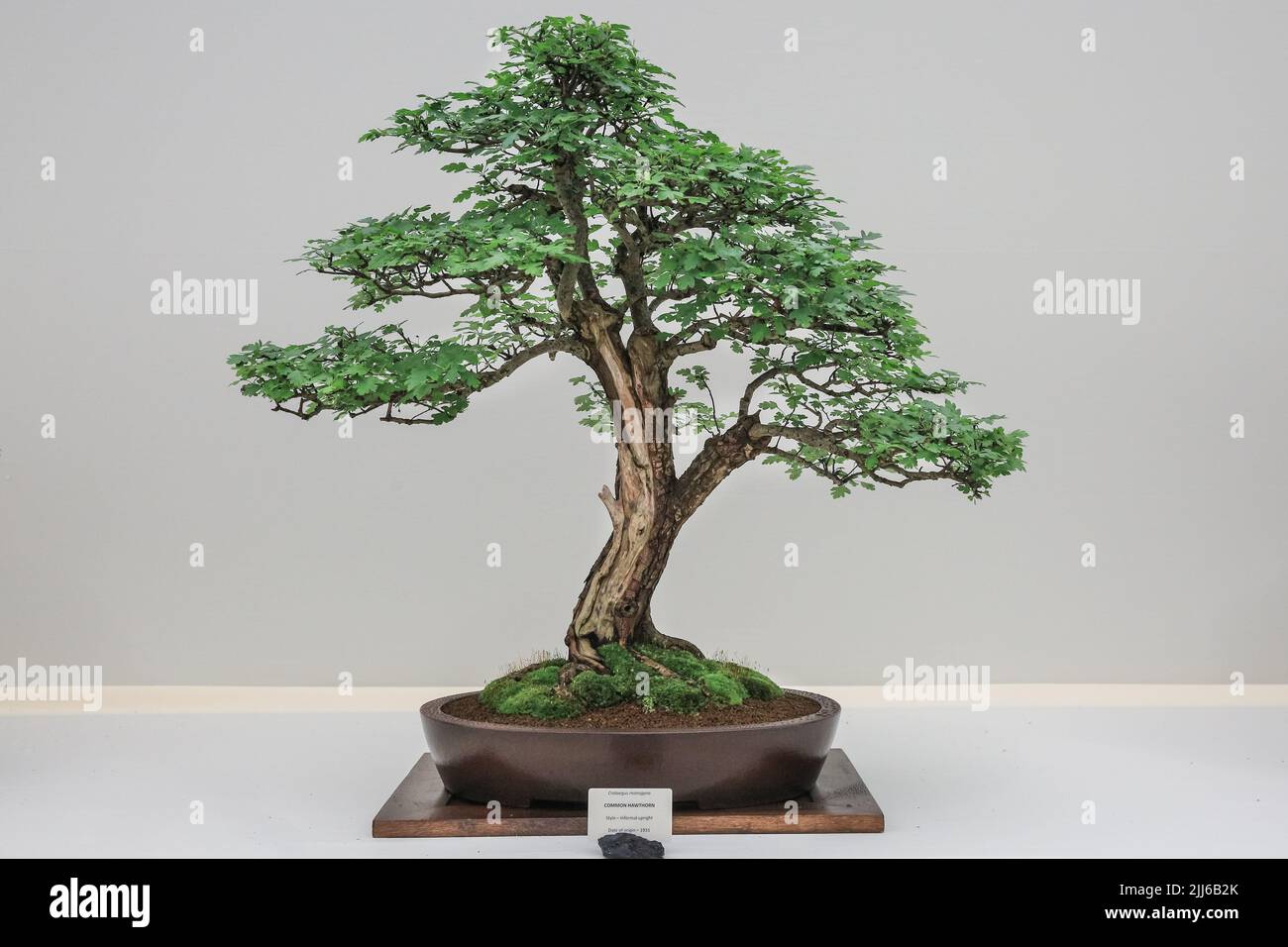 Crataegus monogyna, Common Hawthorne, Bonsai-Baum im Topf, Derbyshire Bonsai-Ausstellung, Hampton Court Flower Show Stockfoto