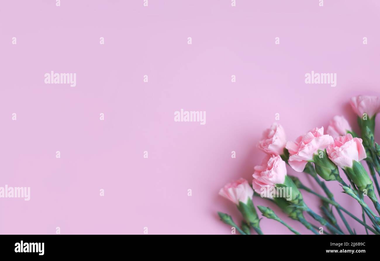 Blumenzusammensetzung. Rosa Blumen auf weichem rosa Hintergrund. Konzept Frühling, Sommer. Flach liegend, Draufsicht, Kopierbereich Stockfoto