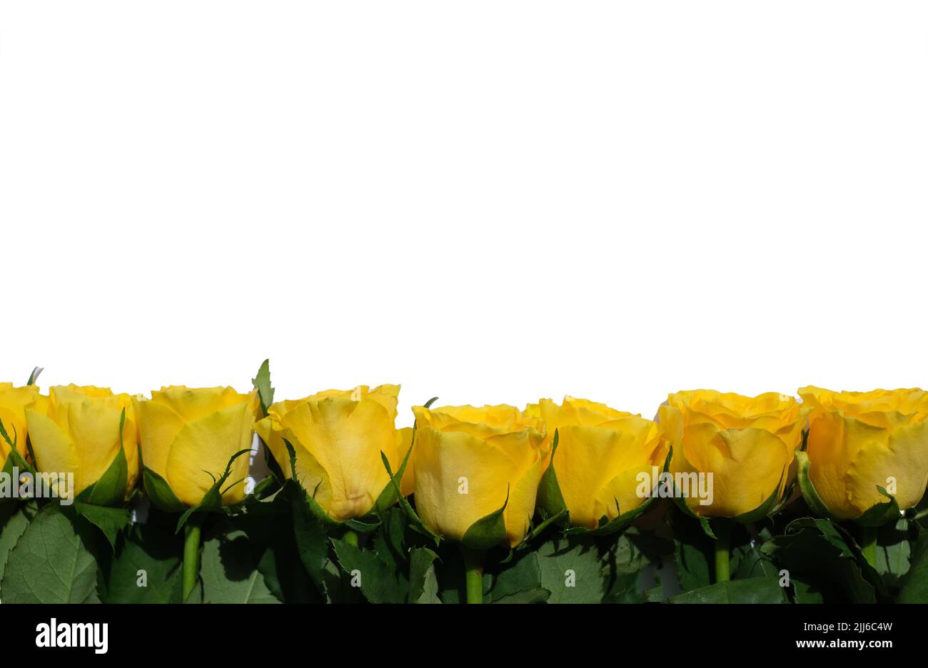 Blumenzusammensetzung. Gelbe Blüten auf weißem Hintergrund. Konzept Frühling, Sommer. Stockfoto