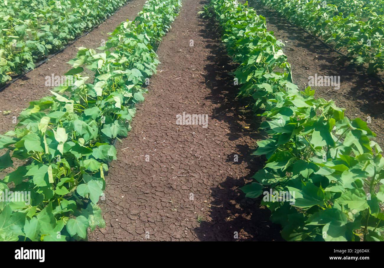 Baumwollpflanzen in Reihen Stockfoto