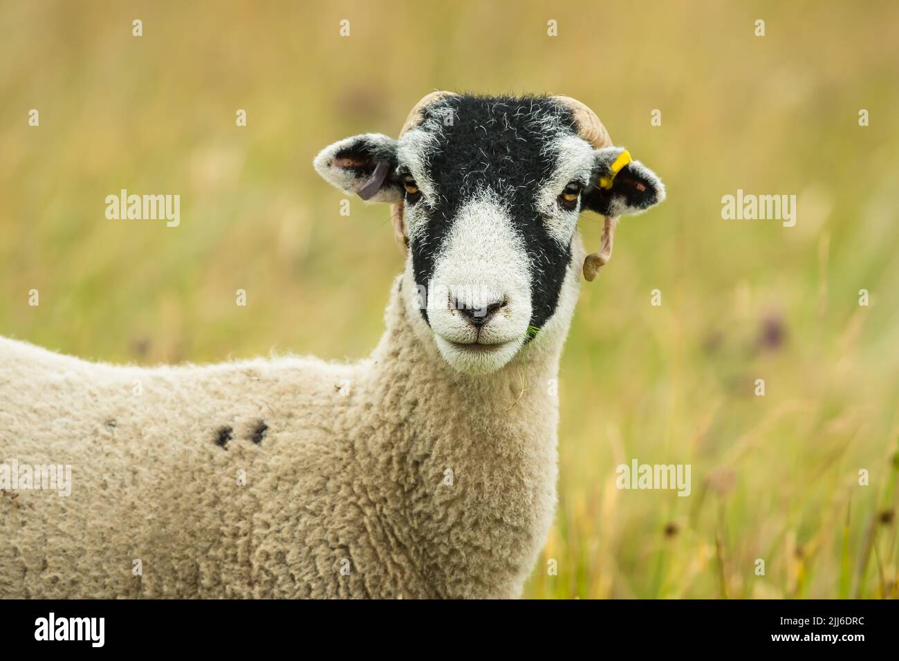 Swaledale Mutterschafe oder weibliche Schafe, mit Blick nach vorne in der Sommerwiese. Nahaufnahme von Kopf und Schultern. Hintergrund bereinigen. Horizontal. Speicherplatz kopieren. Stockfoto