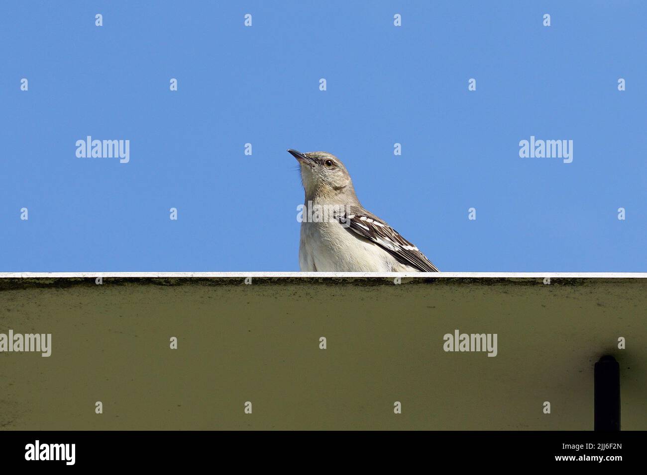 Nördlicher Mockingbird, Gartenspottdrossel, Moqueur polyglotte, Mimus polyglottos, Énekes gezerigó, USA, Nordamerika Stockfoto