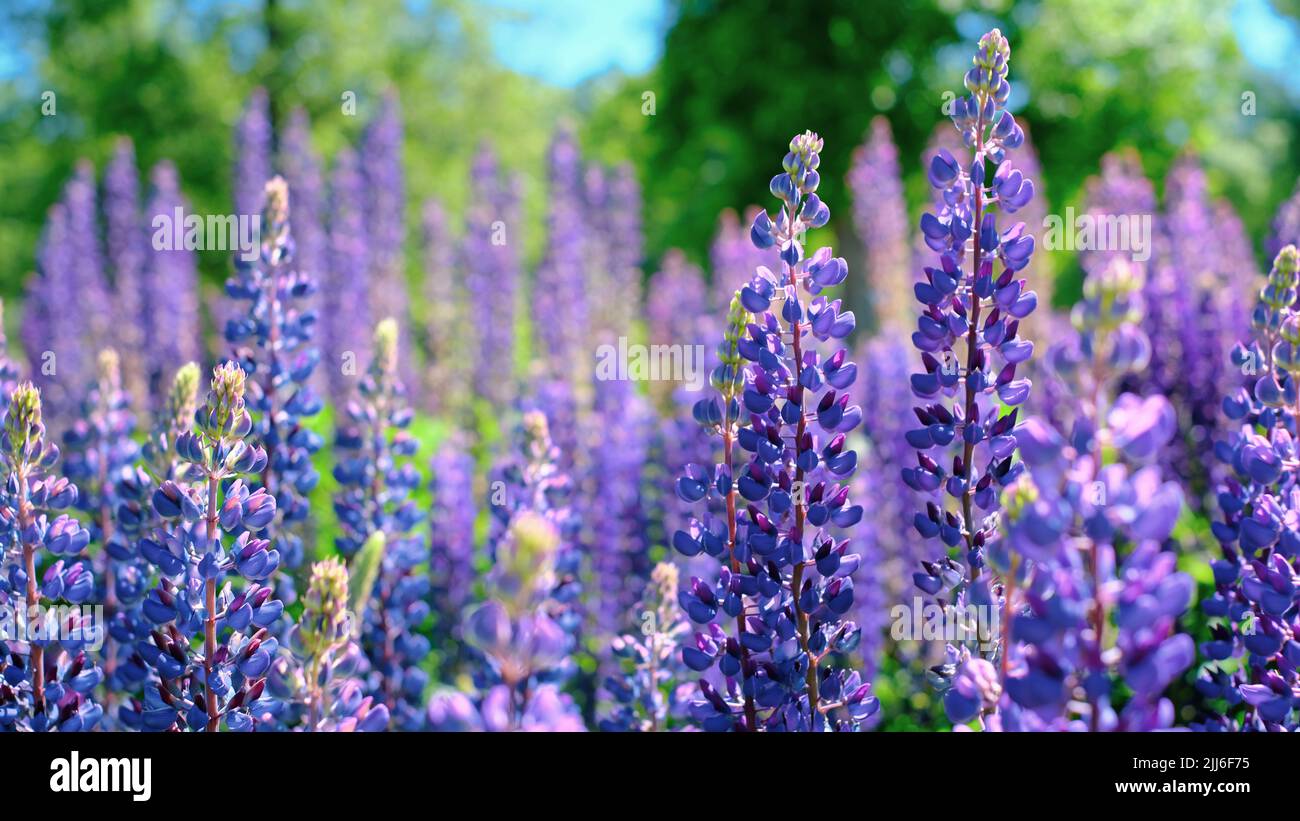 Ein schöner natürlicher Hintergrund für Ihre Projekte im Bannerformat mit einem Feld aus Lupinenblumen an einem klaren Sommertag Stockfoto