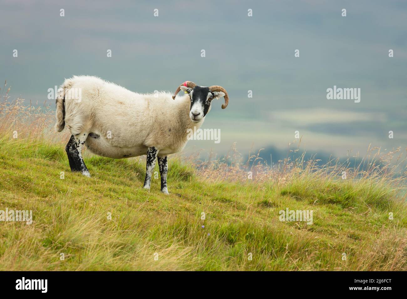 Das schottische Blackface Swaledale-Mutterschafe, oder weibliche Schafe mit lockigen Hörnern und dickem Vlies, stand auf einer üppigen Sommerwiese in Swaledale, North Yorkshire. Fac Stockfoto