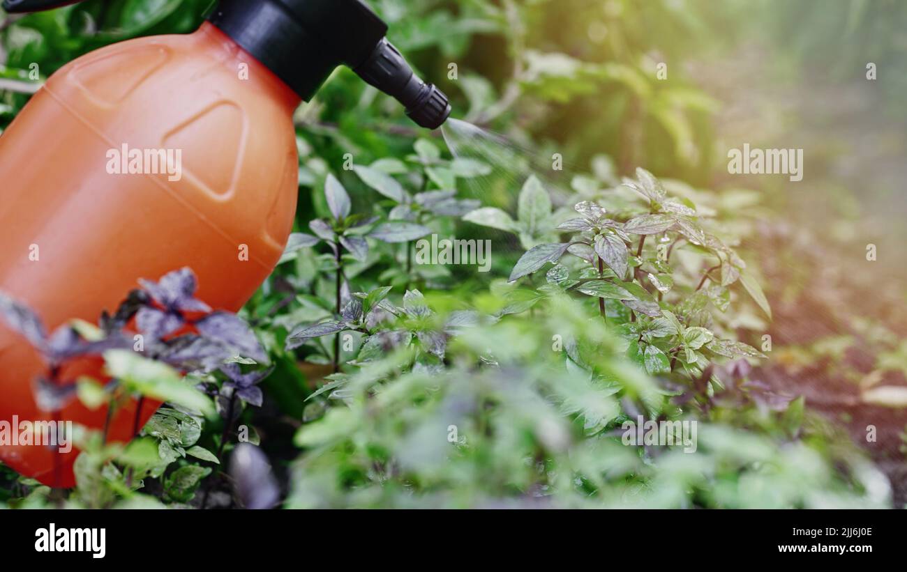 Gärtner Bewässerung Basilikum Pflanze wächst im Hausgarten. Frische Blätter von genovesischem Kraut. Kann in der Qualitätsmedizin verwendet werden, Kochen Gewürze. Auch bekannt als Stockfoto