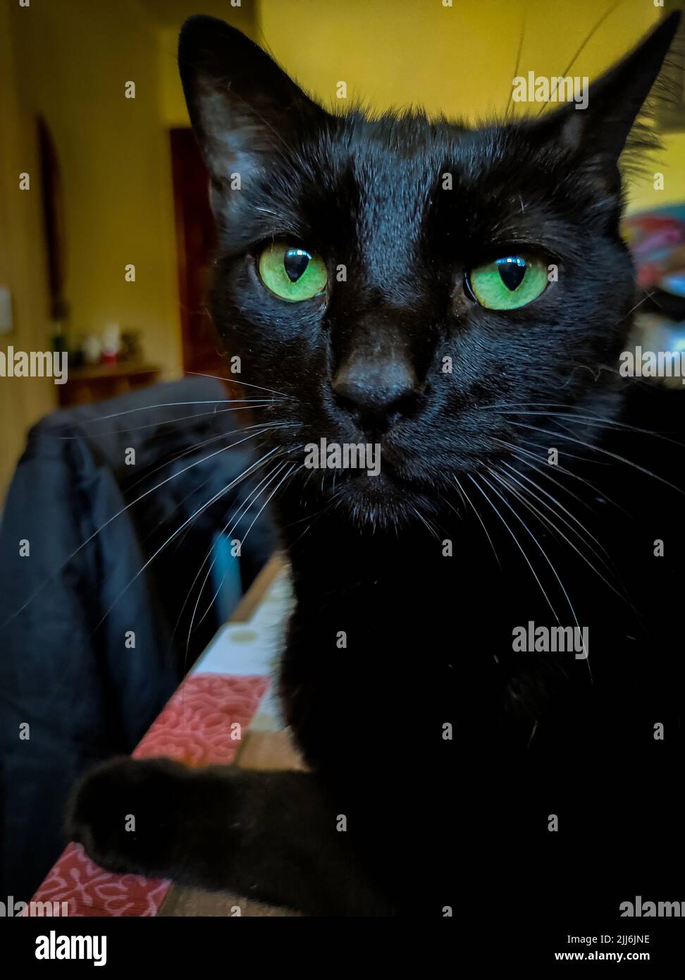 Eine vertikale Nahaufnahme einer entzückenden schwarzen Katze mit leuchtend grünen Augen Stockfoto