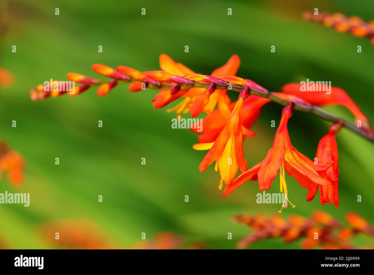 Feurig rot orange Crocosmia Blume Zauberstab vor verschwommenem grünen Blatt Hintergrund. Makro-Nahaufnahme von exotisch aussehenden Stauden. Dublin, Irland Stockfoto