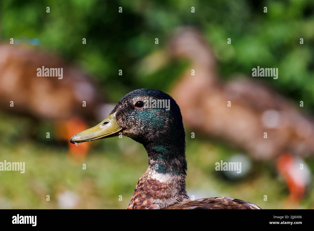 Ente, die die Sonne genießt Stockfoto